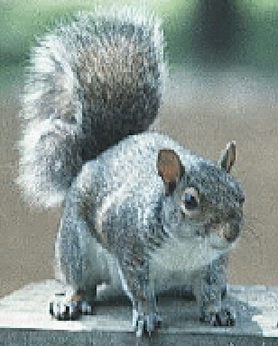 Gray Squirrels: Over-cute and Over-sexed?